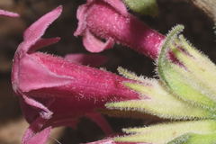 Cestrum roseum