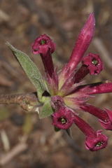 Cestrum roseum