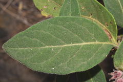 Cestrum roseum