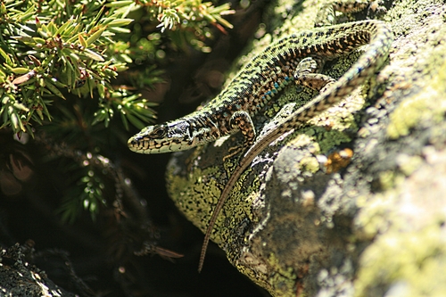 Iberian Rock Lizard