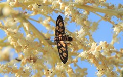 Amata annulata