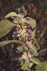 Cestrum roseum