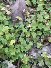 Ranunculus parviflorus