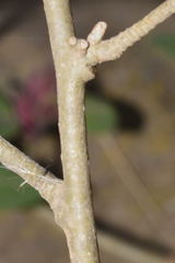 Cestrum roseum