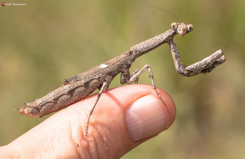 African Stick Mantis