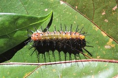 Cupha prosope
