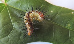 Cupha prosope