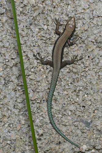 Iberian Rock Lizard