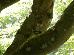 Poecile atricapillus