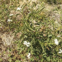 Tournefortia hartwegiana