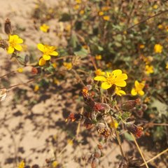 Simsia lagasceiformis