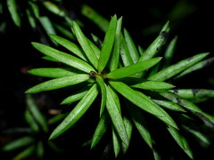 Podocarpus acutifolius