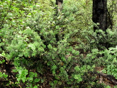 Podocarpus acutifolius