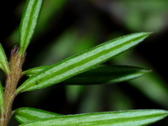 Podocarpus acutifolius