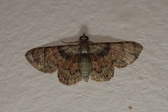 Gymnoscelis derogata