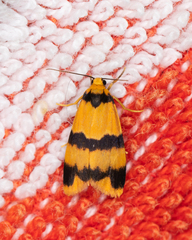 Stenoscaptia venusta