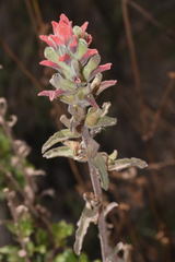 Castilleja arvensis