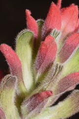 Castilleja arvensis