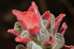 Castilleja arvensis