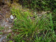 Carex corynoidea
