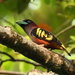 Banded Broadbill - Photo (c) Markus  Lilje, some rights reserved (CC BY-NC-ND), uploaded by Markus  Lilje