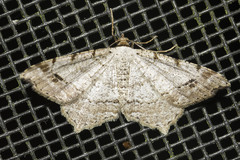 Macaria aequiferaria