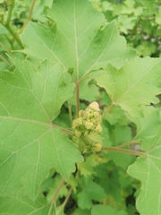 Xanthium cavanillesii