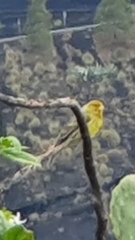 Serinus canaria canaria