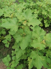 Xanthium cavanillesii