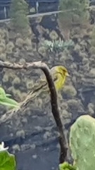 Serinus canaria canaria
