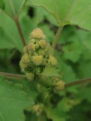 Xanthium cavanillesii