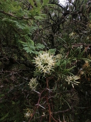 Tripodanthus flagellaris