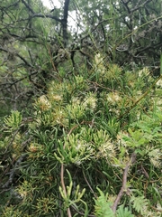 Tripodanthus flagellaris