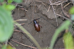 Dorcadion fulvum