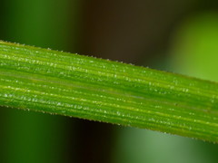 Carex corynoidea