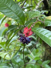 Psychotria urbaniana
