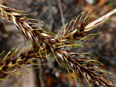 Carex corynoidea