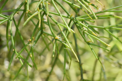 Image of Rhipsalis teres by (c) Cajá-manga, some rights reserved (CC BY)