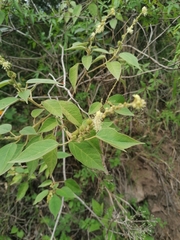Croton lachnostachyus