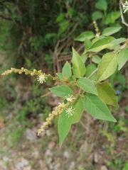 Croton lachnostachyus