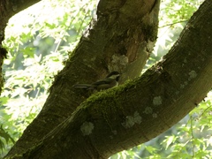 Poecile atricapillus