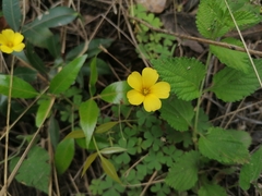 Oxalis conorrhiza