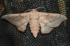 Cicinnus melsheimeri