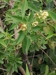 Augochloropsis tupacamaru