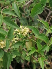 Augochloropsis tupacamaru