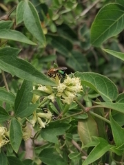 Augochloropsis tupacamaru