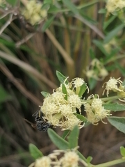 Baccharis linearifolia