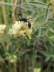 Baccharis linearifolia