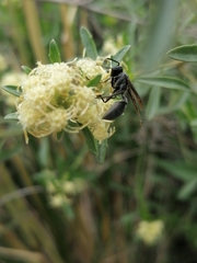 Baccharis linearifolia