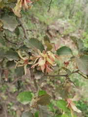 Ruprechtia apetala